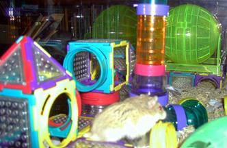 hamster midway